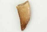 Raptor Tooth - Real Dinosaur Tooth #201794-1